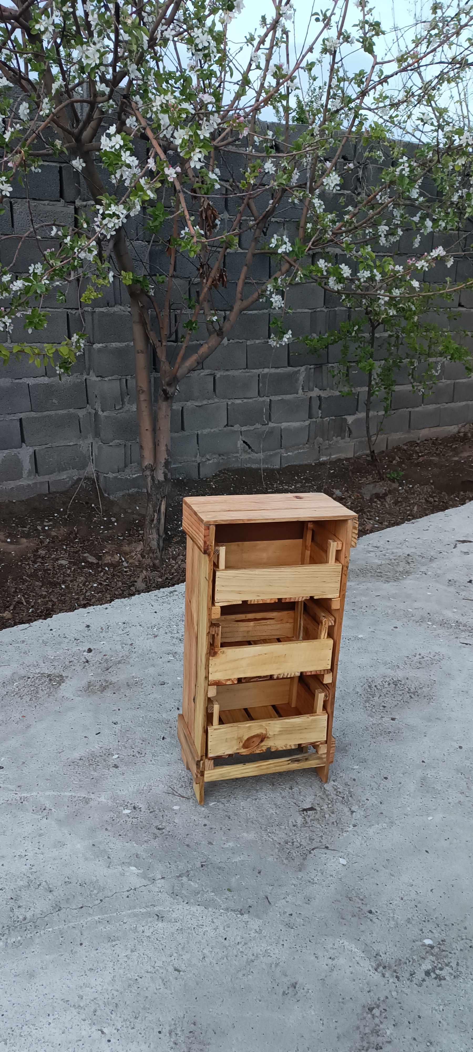 جاسیب زمینی و پیاز آقای نجار